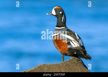 Anatra di arlecchino (Histrionicus histrionicus), uomo adulto in piedi su una roccia sul bordo di un lago, l'Islanda Foto Stock