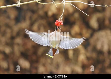 Cera boema (Bombycilla garrulus), mangia le bacche di rowan in volo, Paesi Bassi, Drenthe Foto Stock