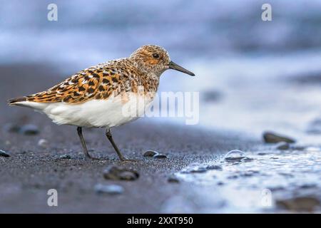 sanderling (Calidris alba), in piedi in nidificazione piumaggio sulla spiaggia, vista laterale, Islanda, Bloenduós, Bloenduós Foto Stock