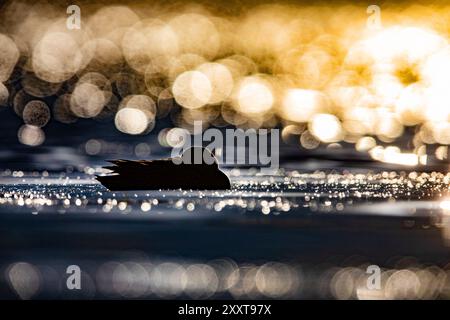 Garganey (Spatula querquedula, Anas querquedula), nuoto su un lago nella retroilluminazione, Italia, Toscana Foto Stock