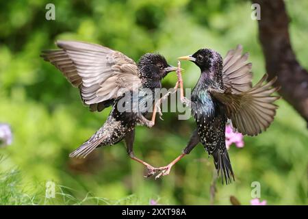 starling comune (Sturnus vulgaris), due stelle che combattono in volo, Germania, Meclemburgo-Pomerania Occidentale Foto Stock