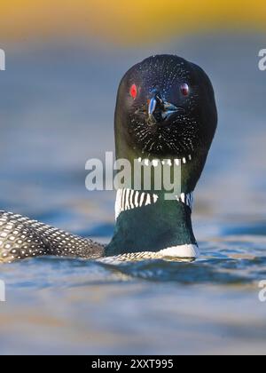 Grande immersione a nord, loon comune (Gavia immer), nuoto, ritratto, Islanda, regione nord-occidentale - Norðurlan, Bloenduós Foto Stock