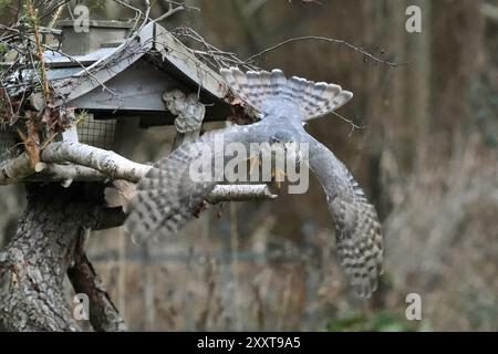 Falco passero settentrionale (Accipiter nisus), femmina che parte da una casa per uccelli, vista frontale, Germania, Meclemburgo-Pomerania occidentale Foto Stock