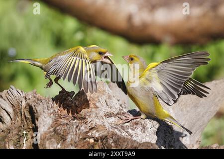 western greenfinch (Carduelis chloris, chloris chloris), due maschi che sostengono, Germania, Meclemburgo-Pomerania occidentale Foto Stock