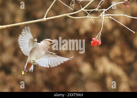 Cera boema (Bombycilla garrulus), in volo di fronte alle bacche di rowan, Paesi Bassi, Drenthe Foto Stock