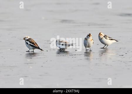 Bunting di neve (Plectrophenax nivalis), raccolta di gruppi sulla spiaggia, Germania, Meclemburgo-Pomerania occidentale, Nordstrand Darss Foto Stock