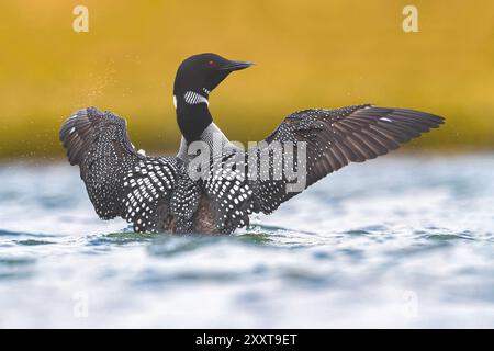 Ottimo tuffatore a nord, loon comune (Gavia immer), ali battenti in acqua, vista posteriore, Islanda, Vesturland Foto Stock