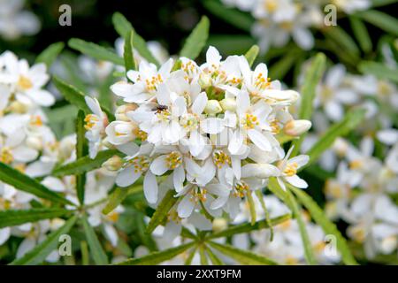 Fiori d'arancio messicano (Choisya x dewitteana White Dazzler, Choisya dewitteana White Dazzler), ramo fiorito della varietà White Dazzler Foto Stock