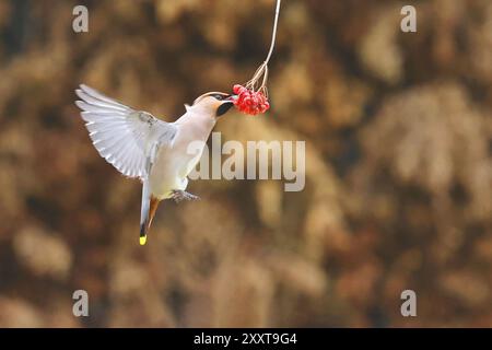 Cera boema (Bombycilla garrulus), mangia le bacche di rowan in volo, Paesi Bassi, Drenthe Foto Stock