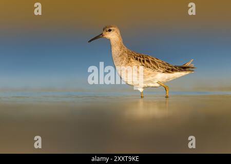 ruff (Alidris pugnax, Philomachus pugnax, Calidris pugnax), guado in acque poco profonde, Italia, Toscana, stagni della piana Pisano-Livorn Foto Stock