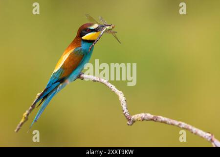 Mangiatore di api europeo (Merops apiaster), appollaiato su un ramo con una libellula preda nel becco, vista laterale, Italia, Toscana Foto Stock