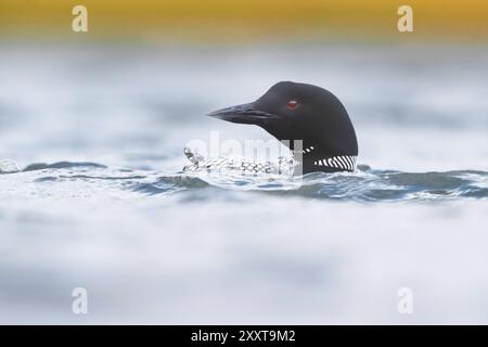 Ottimo tuffatore a nord, loon comune (Gavia immer), nuoto su un lago, vista laterale, Islanda Foto Stock