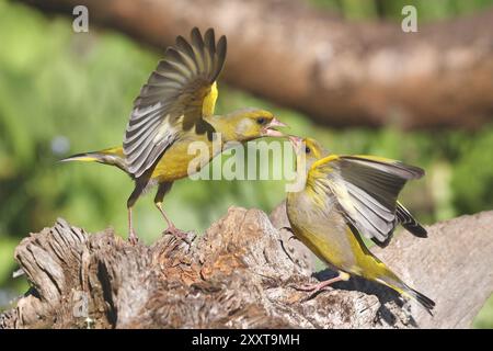 western greenfinch (Carduelis chloris, chloris chloris), due maschi che sostengono, Germania, Meclemburgo-Pomerania occidentale Foto Stock