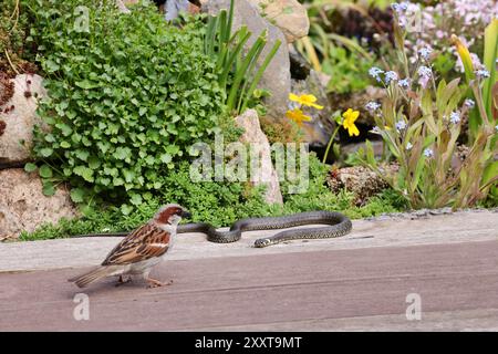 Il serpente d'erba (Natrix natrix) e il passero della casa si incontrano su una passerella di legno in un giardino, in Germania, Meclemburgo-Pomerania occidentale Foto Stock