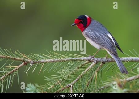 Parula rossa (Cardellina rubrifrons), uomo adulto arroccato su una filiale, USA Foto Stock