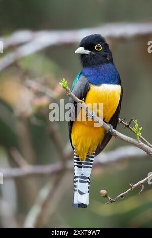 Gartered Trogon, Northern Violaceous Trogon (Trogon caligatus), maschio seduto su un ramo nella foresta pluviale, Guatemala Foto Stock