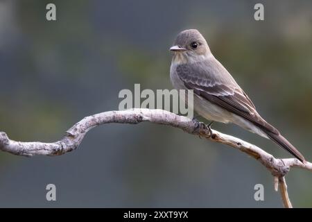 Peluche occidentale (Contopus sordidulus), seduta su una diramazione, Stati Uniti Foto Stock