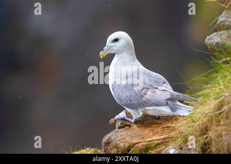 La parula di Audubon, fulmar settentrionale, fulmar artico (Fulmarus glacialis audubonii, Fulmarus audubonii), appollaiata su una roccia, Islanda Foto Stock