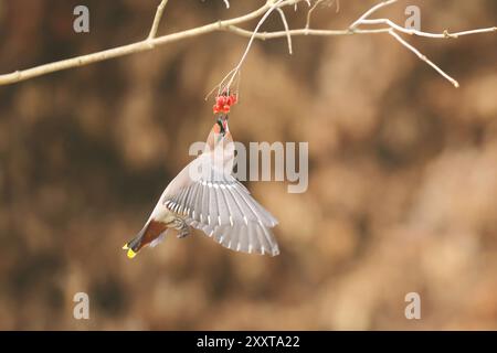 Cera boema (Bombycilla garrulus), mangia le bacche di rowan in volo, Paesi Bassi, Drenthe Foto Stock