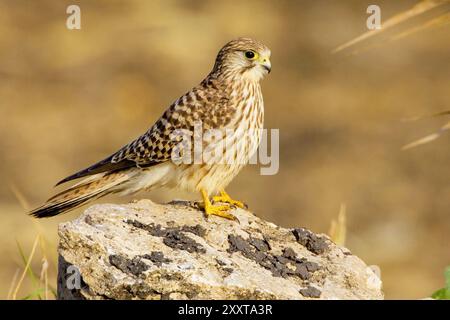 European Kestrel, Eurasian Kestrel, Old World Kestrel, Common Kestrel (Falco tinnunculus), femmina appollaiata su un masso roccioso, vista laterale, Italia, Lazio Foto Stock