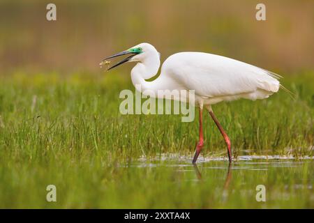 Grande egret, grande Egret Bianca (Egretta alba, Casmerodius albus, Ardea alba), guado con prede in conto in acque poco profonde, Italia, Toscana Foto Stock