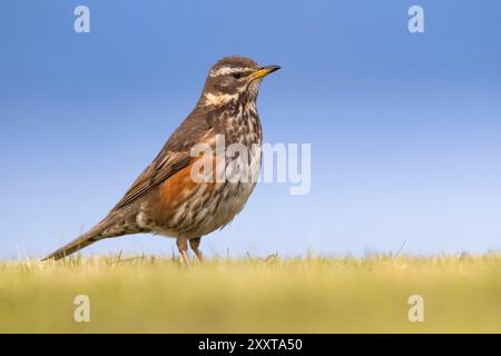 redwing islandese (Turdus iliacus coburni, Turdus coburni), arroccata in un prato falciato, vista laterale, Islanda Foto Stock