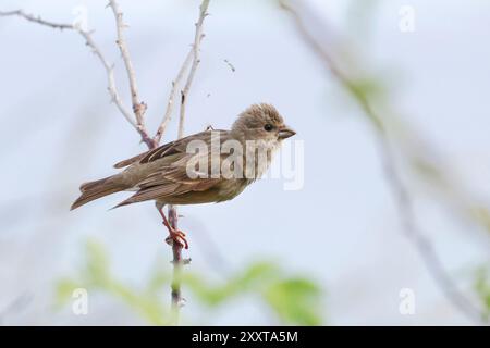 Rosefinch comune (Carpodacus erythrinus), seduto su una diramazione, poco prima di iniziare, Germania, Meclemburgo-Pomerania occidentale Foto Stock