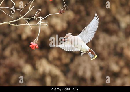 Cera boema (Bombycilla garrulus), mangia le bacche di rowan in volo, Paesi Bassi, Drenthe Foto Stock