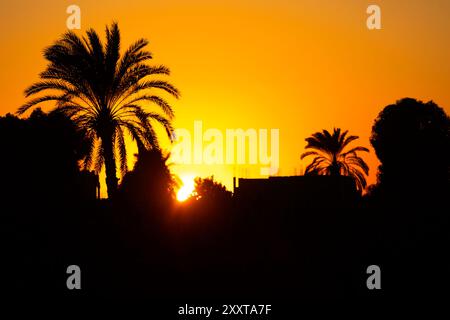 Scopri la magia dell'ora d'oro mentre ammiri questa accattivante silhouette di una palma alta nel deserto. Foto Stock