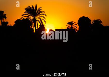 La tranquillità del deserto con questa splendida silhouette di una palma solitaria di fronte a un vibrante tramonto. L'immagine pacifica è perfettamente incapsulata Foto Stock