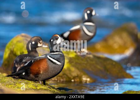 Anatra di arlecchino (Histrionicus histrionicus), tre anatre di Arlecchino in piedi sul bordo di un fiume, Islanda Foto Stock