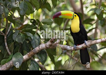 Toucan con becco di chiglia, toucan con petto di zolfo, toucan di chiglia, toucan con becco arcobaleno (Ramphastos sulfuratus), seduto su una diramazione nella foresta pluviale, Guatemala Foto Stock