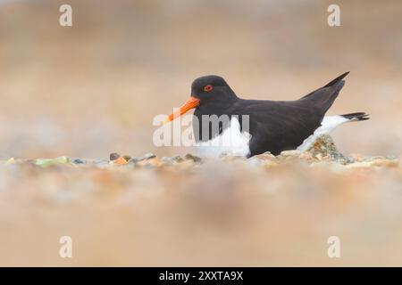 Oystercatcher paleartico, oystercatcher eurasiatico, oystercatcher pied comune, oystercatcher (Haematopus ostralegus), riproduzione su terreno sassoso, lato vi Foto Stock