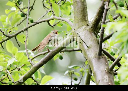 nightingale (Luscinia megarhynchos), siede su un albero e canta, Germania, Meclemburgo-Pomerania occidentale Foto Stock