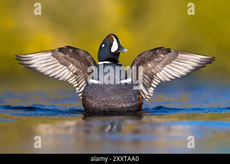 Anatra di arlecchino (Histrionicus histrionicus), drake che batte le ali in acqua, vista frontale, Islanda, Reykjahlid Foto Stock