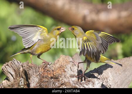 western greenfinch (Carduelis chloris, chloris chloris), due maschi che sostengono, Germania, Meclemburgo-Pomerania occidentale Foto Stock