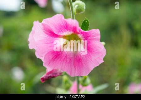 Forma rosa pallido di Hollyhock, un'alta pianta perenne associata ai giardini di cottage. Foto Stock