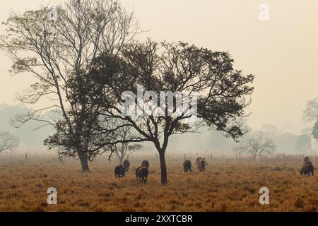 Goiânia, Goiás, Brasile – 25 agosto 2024: Paesaggio con un albero e alcuni cavalli che pascolano, un giorno triste, senza sole e molto fumo dagli incendi. Foto Stock