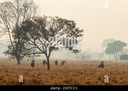 Goiânia, Goiás, Brasile – 25 agosto 2024: Paesaggio con un albero e alcuni cavalli che pascolano, un giorno triste, senza sole e molto fumo dagli incendi. Foto Stock