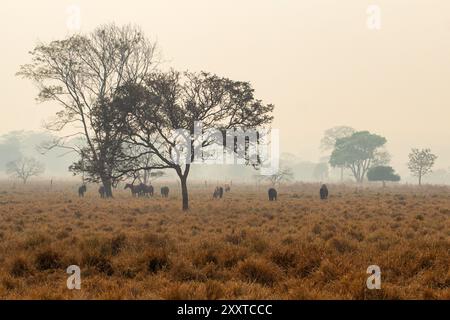 Goiânia, Goiás, Brasile – 25 agosto 2024: Paesaggio con un albero e alcuni cavalli che pascolano, un giorno triste, senza sole e molto fumo dagli incendi. Foto Stock