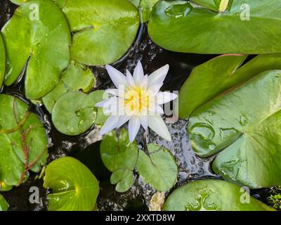 La ninfea bianca fiorisce il loto in piscina in un giardino botanico a Puerto de la Cruz, la Orotava, Tenerife. Foto Stock