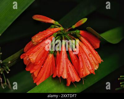 Primo piano di Clivia Nobilis. Giglio della foresta in fiore ibrido. Fiori d'arancia di Amaryllidaceae. Concetto di sfondo tropicale. Garde botanica Foto Stock