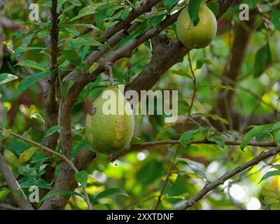 Crescentia cujete frutta in un giardino botanico a Puerto de la Cruz, la Orotava, Tenerife. Foto Stock