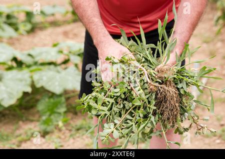 Un uomo di mezza età con una camicia rossa che tiene un mucchio di erbacce appena tirate con radici, in piedi nel suo giardino personale. L'immagine si concentra sul giardino principale Foto Stock