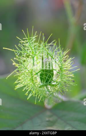 Bocciolo di fiori di scarlettifiore (Passiflora foetida var. Lanuginosa) circondata da bratti, Galveston, Texas, Stati Uniti. Foto Stock