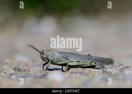 Uccello egiziano Grasshopper Foto Stock