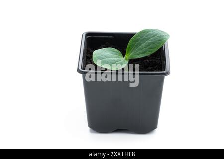 Baby squash pianta germoglio in vaso di plastica pronto per piantare isolato su sfondo bianco Foto Stock