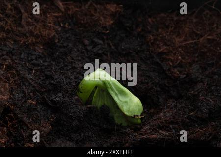 La pianta di zucca del bambino germoglia nel terreno Foto Stock