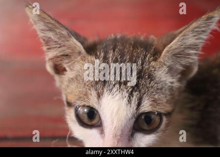 Gatto curioso che guarda la macchina fotografica, gatto che vive a casa Foto Stock