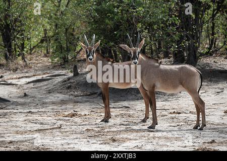 Due Roan antilope (maschio e femmina) in piedi insieme osservandoci prima di scappare Foto Stock